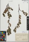 Foto von Salix myrsinifolia Salisb. x Salix phylicifolia L.